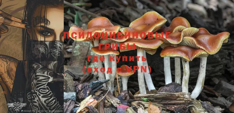 где можно купить наркотик  Жиздра  гидра ссылка  Псилоцибиновые грибы Psilocybe 